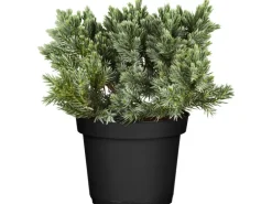 OBI Zwerg-Wacholder "Blue Star" Blau Höhe ca. 10 - 20 cm Topf ca. 2 l Juniperus