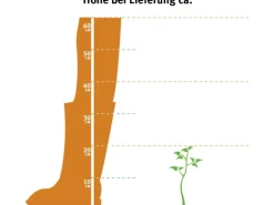 OBI Zwerg-Wacholder "Blue Star" Blau Höhe ca. 10 - 20 cm Topf ca. 2 l Juniperus