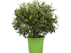 Olivenbaum Busch Topf-Ø ca. 16 cm Olea