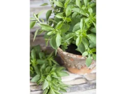 Origanum Majorana Majoran Ca. 9x9 cm Topf