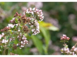 Origanum Majorana Majoran Ca. 9x9 cm Topf