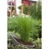 Panicum Virgatum Northwind Rutenhirse Ca. 9x9 cm Topf