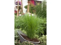 Panicum Virgatum Northwind Rutenhirse Ca. 9x9 cm Topf