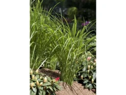 Panicum Virgatum Northwind Rutenhirse Ca. 9x9 cm Topf