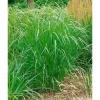 Panicum Virgatum Warrior Rutenhirse Ca. 9x9 cm Topf
