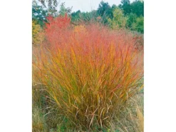 Panicum Virgatum Warrior Rutenhirse Ca. 9x9 cm Topf