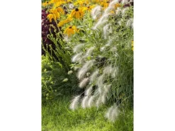 Pennisetum Alopecuroides Hameln Lampenputzergras Ca. 11x11 cm Topf