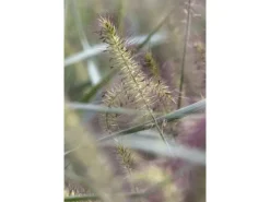 Pennisetum Alopecuroides Hameln Lampenputzergras Ca. 11x11 cm Topf