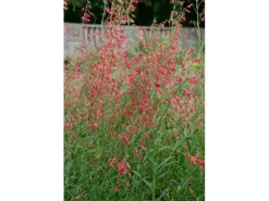 Penstemon Barbatus Bartfaden Ca. 9x9 cm Topf