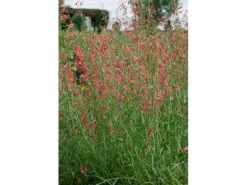 Penstemon Barbatus Bartfaden Ca. 9x9 cm Topf