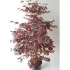 Pflanzen-Boering Acer Palmatum Atropurpureum Höhe 130-140 cm Gesamthöhe Roter Fächerahorn