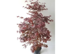 Pflanzen-Boering Acer Palmatum Atropurpureum Höhe 130-140 cm Gesamthöhe Roter Fächerahorn