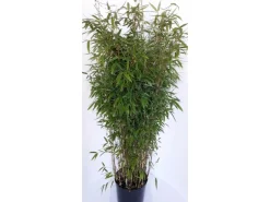 Pflanzen-Boering Aufrechter Bambus Fargesia Jumbo Gesamthöhe 120-130 cm Horstbildend