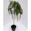 Pflanzen-Boering Larix Stiff Weeper Hängelärche-Stämmchen Gesamthöhe 150-160 cm Stammhöhe 125 cm