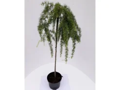 Pflanzen-Boering Larix Stiff Weeper Hängelärche-Stämmchen Gesamthöhe 150-160 cm Stammhöhe 125 cm