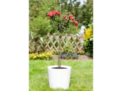 Pflanzstab 180 cm x Ø 1,1 cm Dunkelgrün