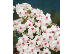 Phlox Subulata Amazing Grace Teppichphlox Weiß Ca. 9x9 cm Topf