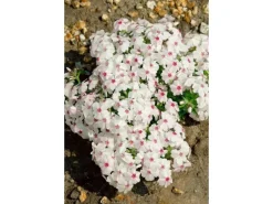 Phlox Subulata Amazing Grace Teppichphlox Weiß Ca. 9x9 cm Topf