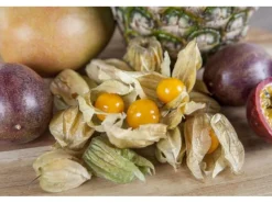 Physalis Peruviana Andenbeere Essbar Ca. 11x11 Cm Topf