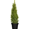 Picea Glauca Conica Zuckerhutfichte Kompakt 60–70 cm