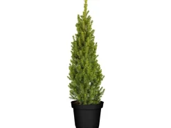 Picea Glauca Conica Zuckerhutfichte Kompakt 60–70 cm