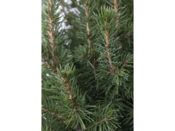 Picea Glauca Conica Zuckerhutfichte Kompakt 60–70 cm