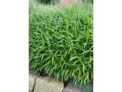 Pleioblastus Pumilus Zwergbambus Ca. 11x11 cm Topf