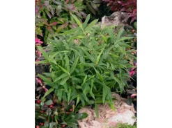 Pleioblastus Pumilus Zwergbambus Ca. 11x11 cm Topf