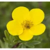Potentilla Fingerstrauch Gelb Ca 9x9 cm Topf