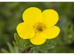 Potentilla Fingerstrauch Gelb Ca 9x9 cm Topf