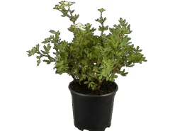 Potentilla Fingerstrauch Rosa Ca 9x9 cm Topf