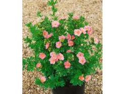 Potentilla Fingerstrauch Rosa Ca 9x9 cm Topf