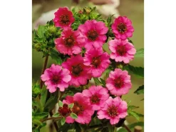 Potentilla Nepalensis Miss Willmott Nepal Fingerkraut Ca. 9x9 cm Topf