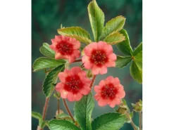 Potentilla Nepalensis Miss Willmott Nepal Fingerkraut Ca. 9x9 cm Topf