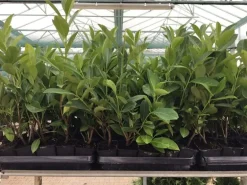 Prunus laurocerasus 'Novita' ca. 9x9 cm Topf 30-40cm