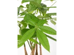 Rasierpinselbaum Höhe ca. 50 - 55 cm Topf-Ø 17 cm Pachira aquatica