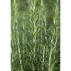 Rosmarinus Officinalis Arp Rosmarin Winterhart Ca. 9x9 cm Topf
