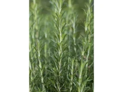 Rosmarinus Officinalis Arp Rosmarin Winterhart Ca. 9x9 cm Topf