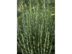 Rosmarinus Officinalis Arp Rosmarin Winterhart Ca. 9x9 cm Topf