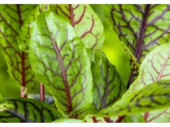 Rumex Acetosa Wiesen Sauerampfer Ca. 11x11 cm Topf