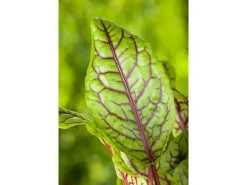 Rumex Acetosa Wiesen Sauerampfer Ca. 11x11 cm Topf