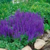 Salvia Nemorosa Blaukönigin Steppen-Salbei Ca. 9x9 cm Topf