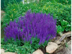 Salvia Nemorosa Blaukönigin Steppen-Salbei Ca. 9x9 cm Topf