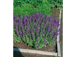 Salvia Nemorosa Blaukönigin Steppen-Salbei Ca. 9x9 cm Topf