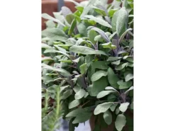 Salvia Officinalis Purpurascens Echter Salbei Ca. 9x9 cm Topf