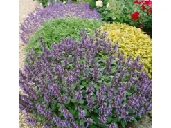 Salvia Officinalis Purpurascens Echter Salbei Ca. 9x9 cm Topf