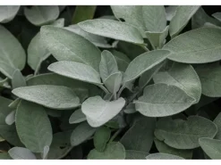 Salvia Officinalis Würzburg Echter Salbei Ca. 9x9 cm Topf