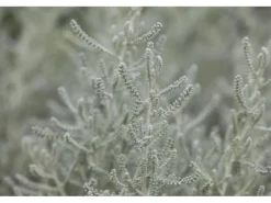 Santolina Chamaecyparissus Heiligenkraut Silbergrau Ca. 9x9 cm Topf