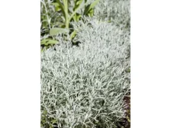 Santolina Chamaecyparissus Heiligenkraut Silbergrau Ca. 9x9 cm Topf