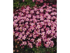 Saxifraga X Arendsii Ingeborg Moossteinbrech Ca. 9x9 cm Topf